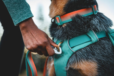 Ruffwear Front Range Dog Collar, Durable Dog Collar | Barks & Bunnies