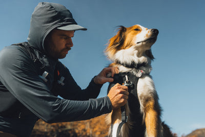 Hiker attaching the Ridgeline Lead on to the Ruffwear Ridgeline harness worn by a golden and white dog, outdoors against a clear blue sky on open hillside terrain