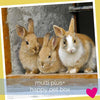 Happy Rabbit Subscription Box UK, Multi PLUS | Barks & Bunnies