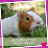 Happy Guinea Pig Subscription Box UK & USA delivery | Barks & Bunnes