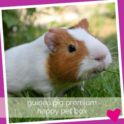 Happy Guinea Pig Subscription Box UK & USA delivery | Barks & Bunnes