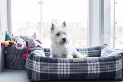 Bowl & Bone Republic Cotton Basket Navy, Dog Toy Storage | Barks & B..