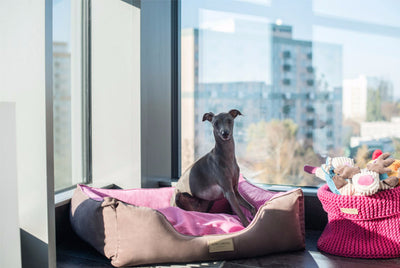 Bowl & Bone Republic Cotton Basket Navy, Dog Toy Storage | Barks & B..