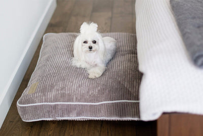 Bowl & Bone Republic Deco Cushion Sapphire, Dog Bed | Barks & Bunnies