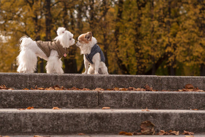 Bowl & Bone Spirit Jacket Gold, Quilted Dog Coat | Barks & Bunnies