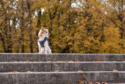 Bowl & Bone Spirit Jacket Gold, Quilted Dog Coat | Barks & Bunnies