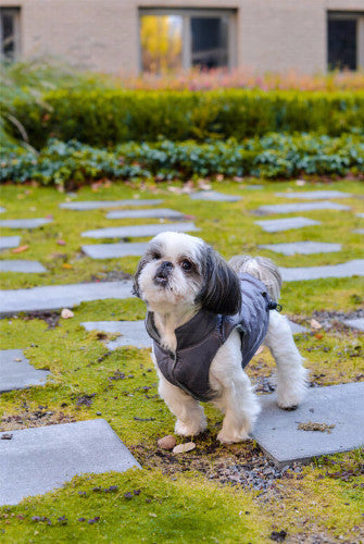 Bowl & Bone Spirit Jacket Gold, Quilted Dog Coat | Barks & Bunnies