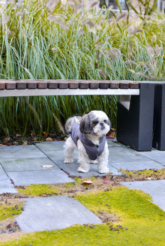 Bowl & Bone Spirit Jacket Gold, Quilted Dog Coat | Barks & Bunnies