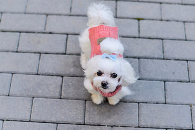 Bowl & Bone Aspen Pullover Red, Warm Wool Dog Coat | Barks & Bunnies