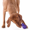 Planet Dog Orbee Tuff Diamond Plate Double Tuff, Extra Tough Dog Toy | Barks & Bunnies
