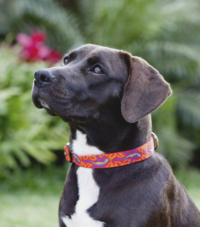 Lupine Originals Collar