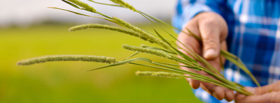 Newhay Timothy Feeding Hay for Rabbits & Small Animals | Barks & Bunnies