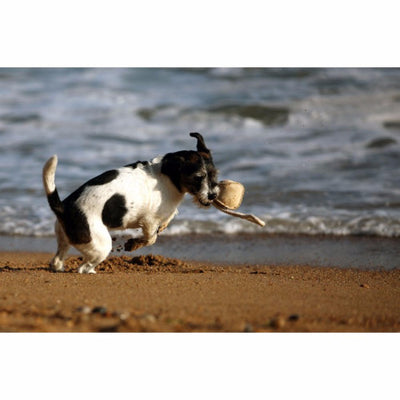Green & Wilds Chuck Ball Toy, Eco Friendly Dog Toy | Barks & Bunnies