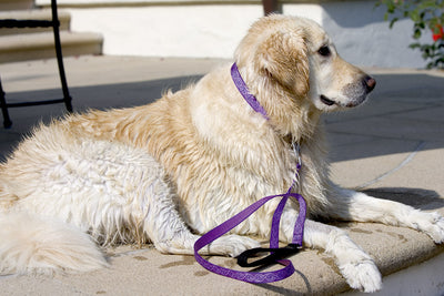 Lupine Originals Lead