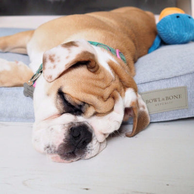 Bowl & Bone Republic Loft Cushion Coral, Dog Bed | Barks & Bunnies