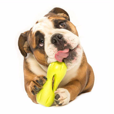 Zogoflex Qwizl, Interactive Extra tough Dog Toy UK | Barks & Bunnies