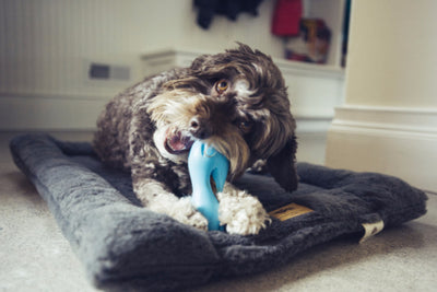 Zogoflex Qwizl, Interactive Extra tough Dog Toy UK | Barks & Bunnies
