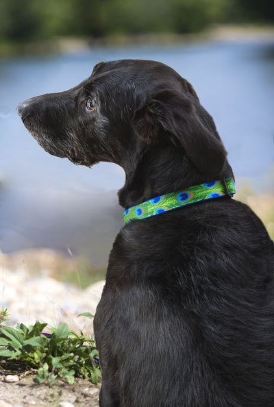 Lupine Originals Collar