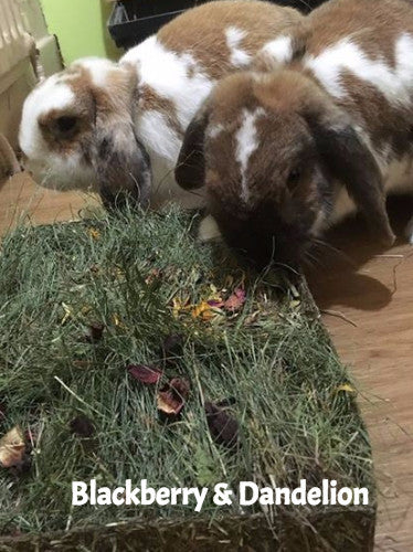 Nibble 'n' Dig Meadow