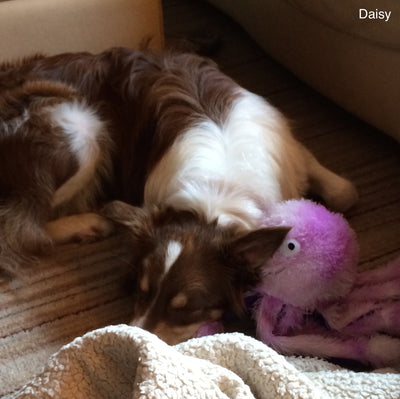 Gor Pets Octopus Dog & Puppy Toy, Super Soft, Plush | Barks & Bunnies