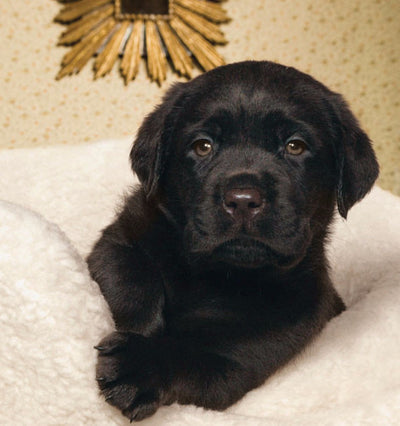 My First Bed Puppy Bed by Danish Design | Barks & Bunnies