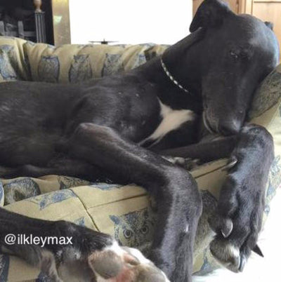 Danish Design Woodland Bed, Deluxe Slumber | Barks & Bunnies