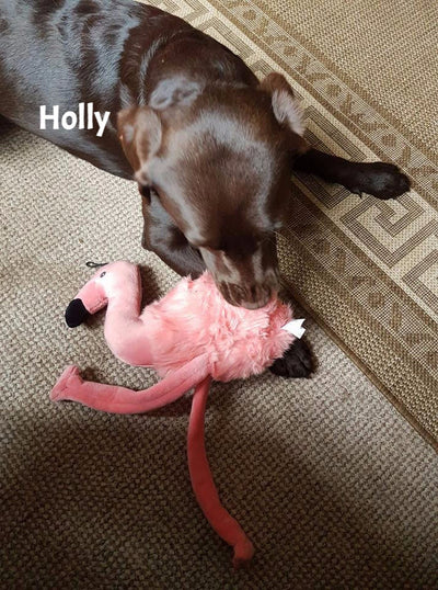 Lola Flamingo