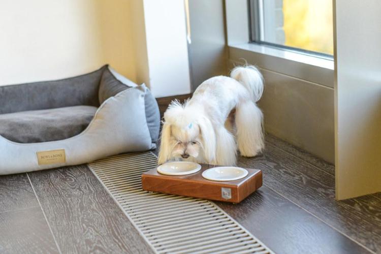 Bowl & Bone Republic DUO CERAMIC Amber, Dog Bowl | Barks & Bunnies
