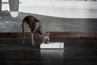 Bowl & Bone Republic DUO CERAMIC Jasmine, Dog Bowl | Barks & Bunnies