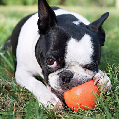 Zogoflex Jive Ball, Extra Tough Dog Toys UK | Barks & Bunnies