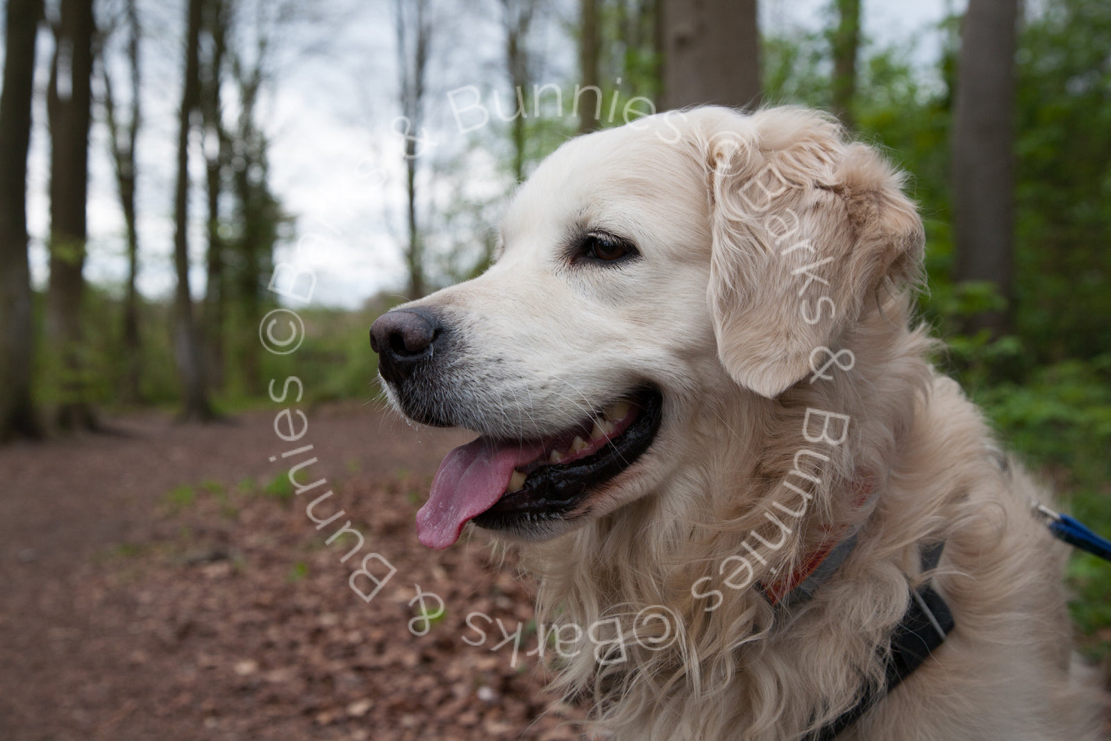 Albie's Easter 'Walk in the Woods'