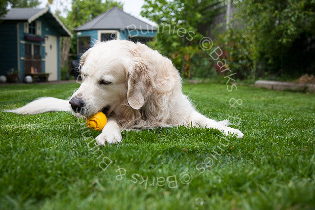 Planet Dog Orbee Tuff Nook, Tough Dog Toy