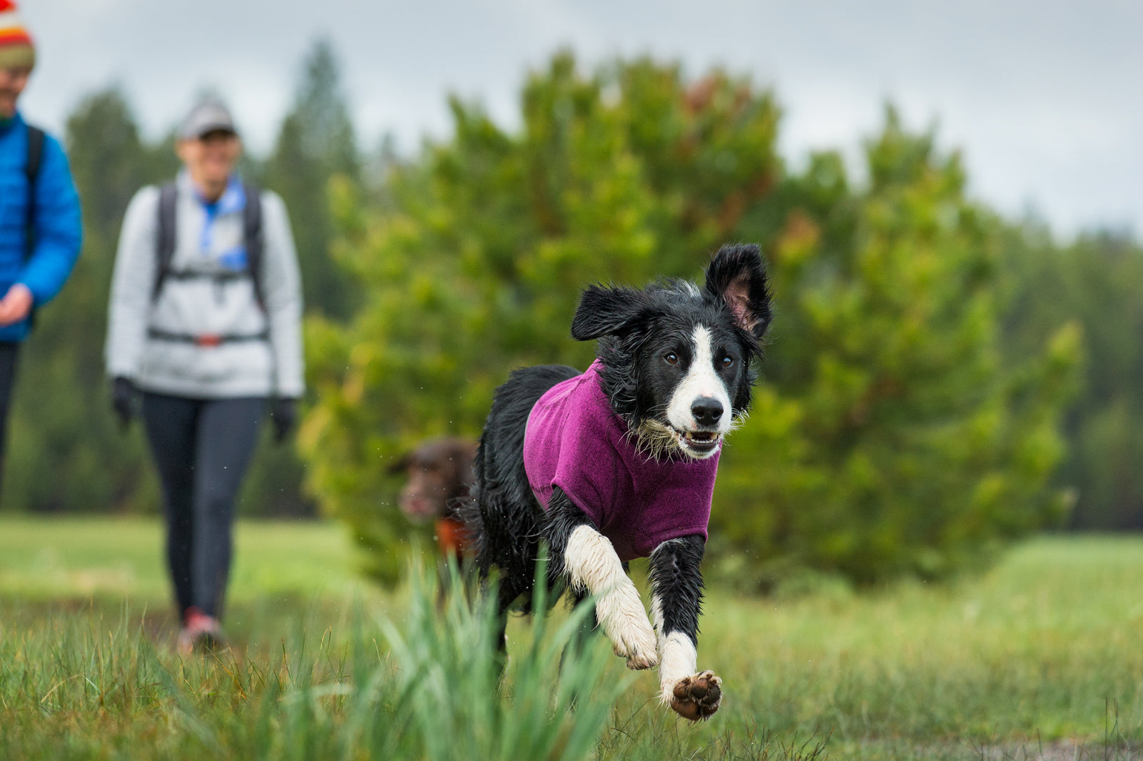 Ruffwear Dog Coat Comparison Guide Barks Bunnies