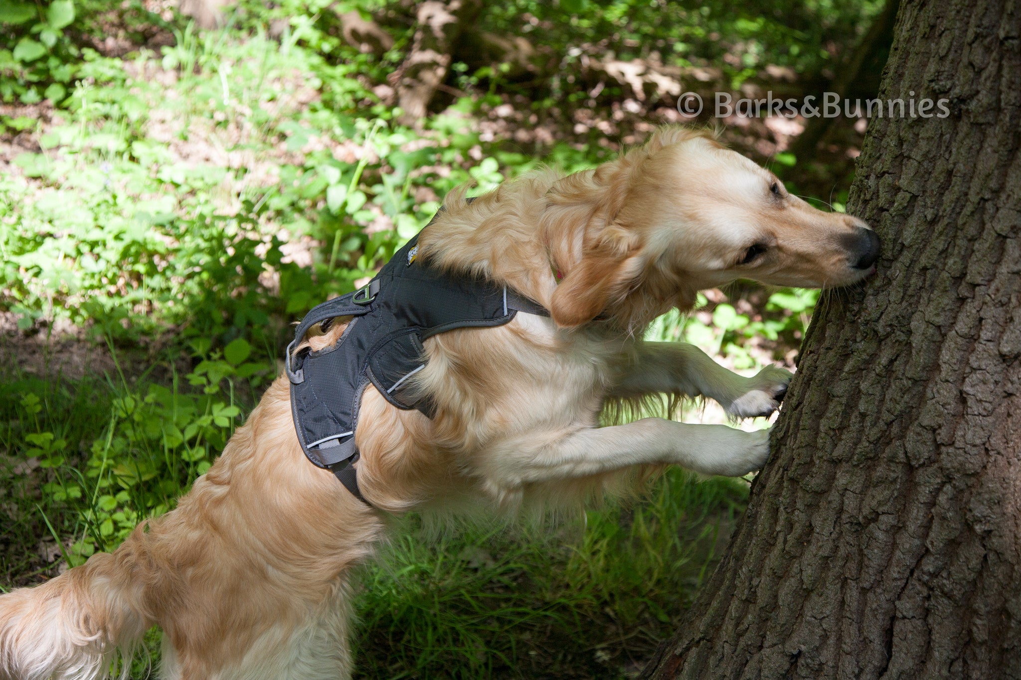 Ruffwear Webmaster Dog Harness Review Barks Bunnies UK