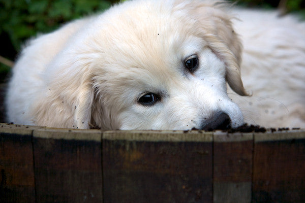 Day 6 of a RAW Diet & we have a big puppy!