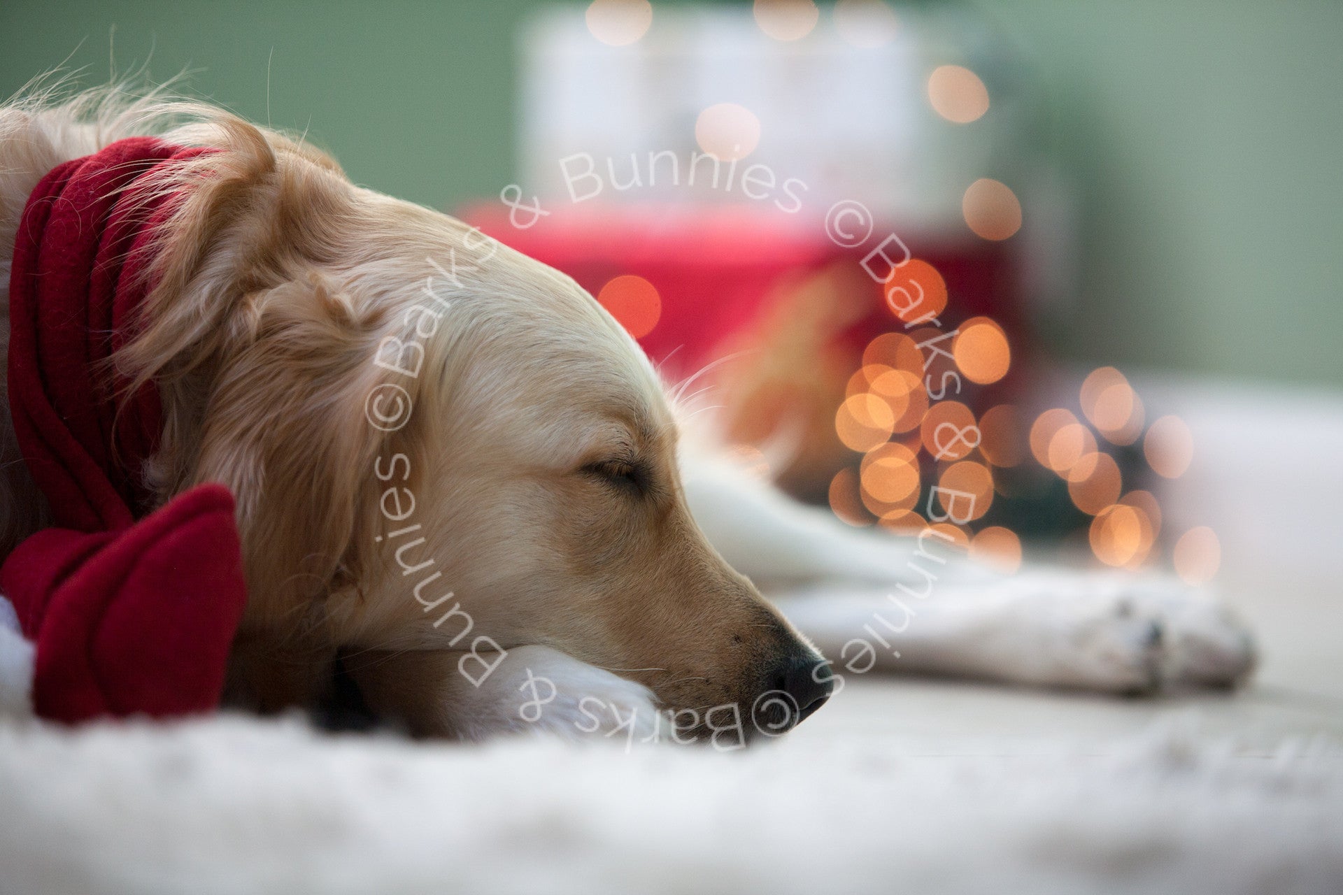 Santa Paws at Christmas | Barks & Bunnies