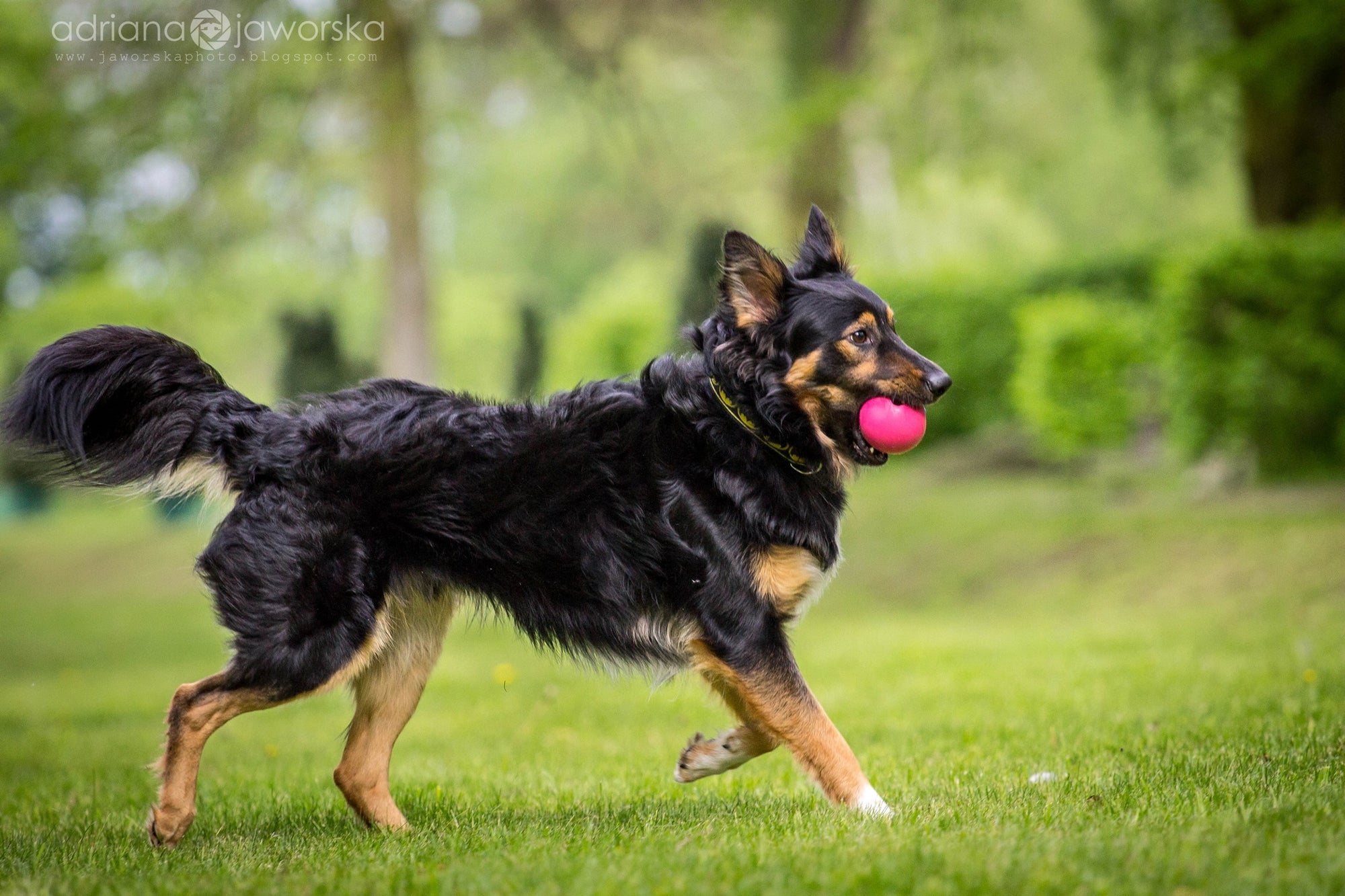 5 tips to selecting the right tough toy for your dog
