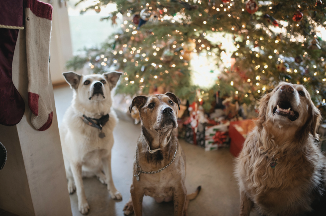 The Ultimate Dog Christmas Present Guide