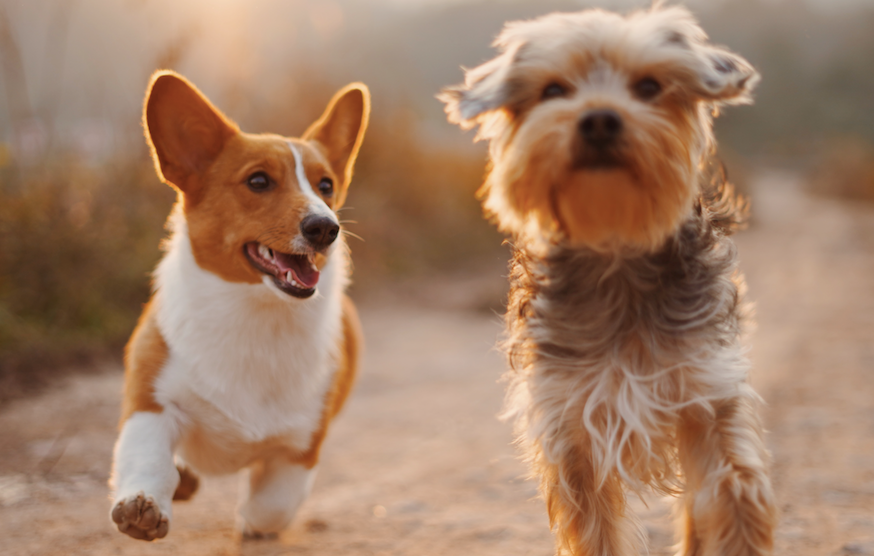 Soft Dog Toys Vs. Tough Toys - Which Is Best?