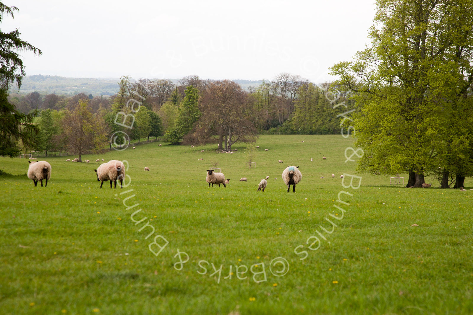 Albie Finds some Baby Lambs