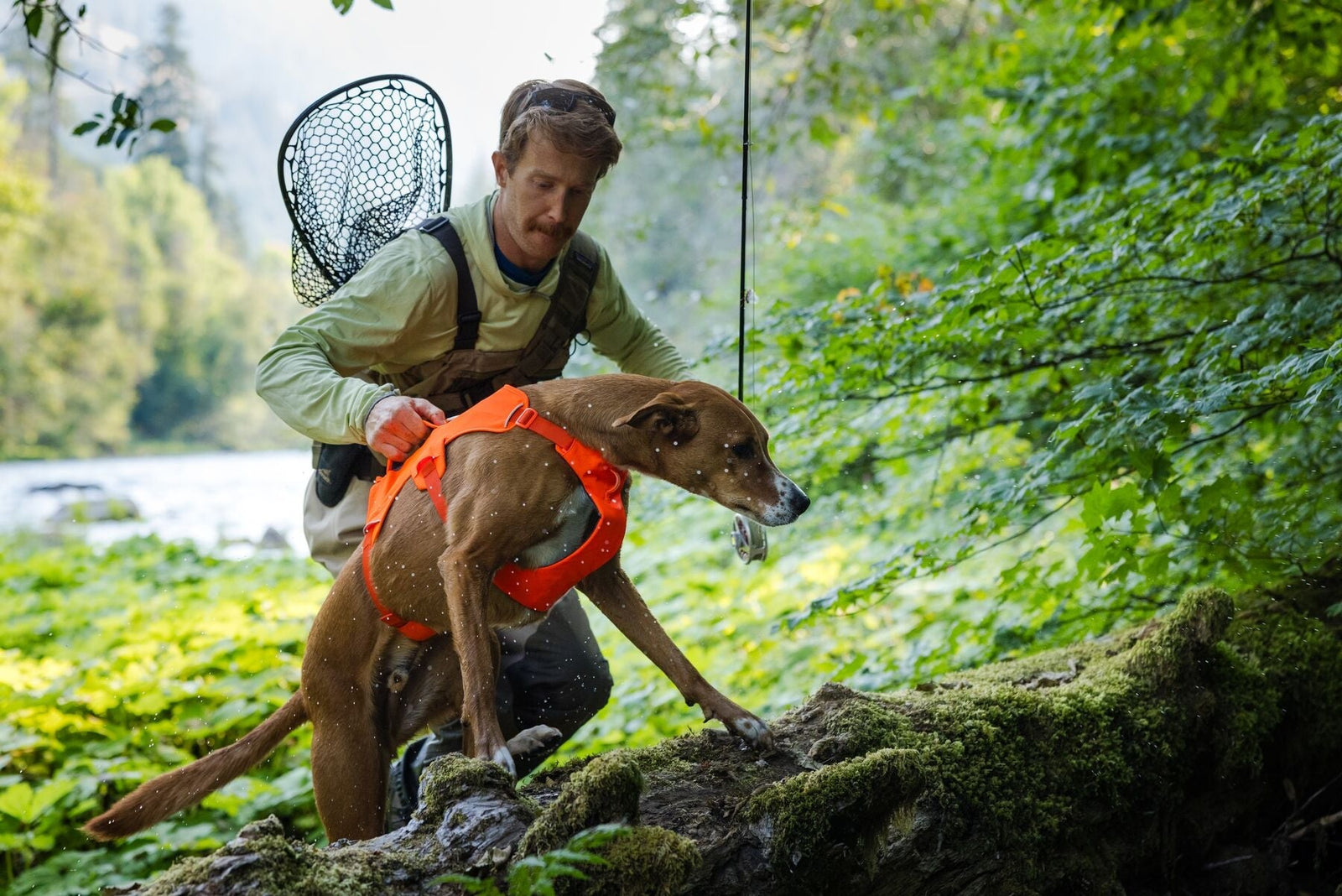 Why a Dog Harness with a Handle Is Worth Having