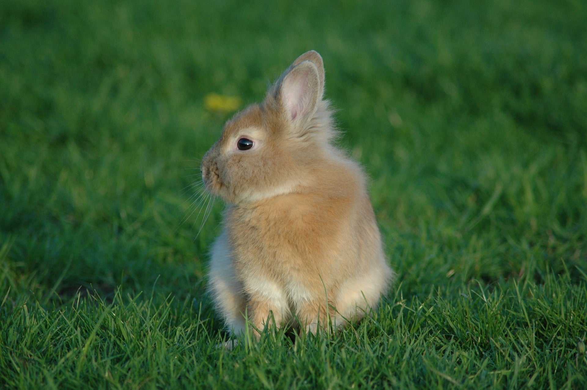 What Grass is Safe for Rabbits to eat?