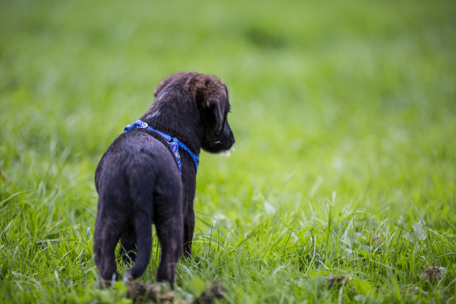 Dog 2025 hates harness