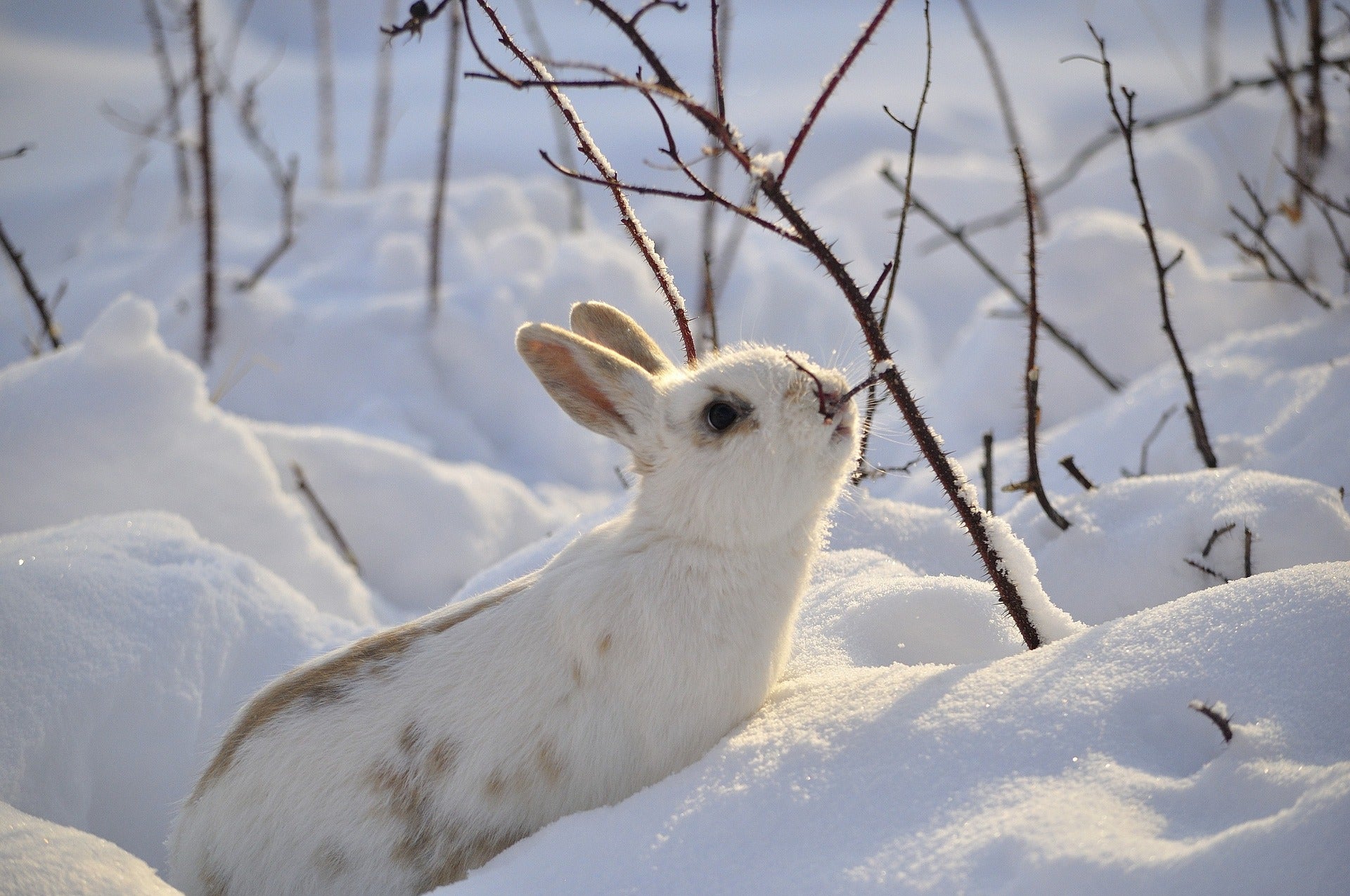 Rabbit deals christmas toys