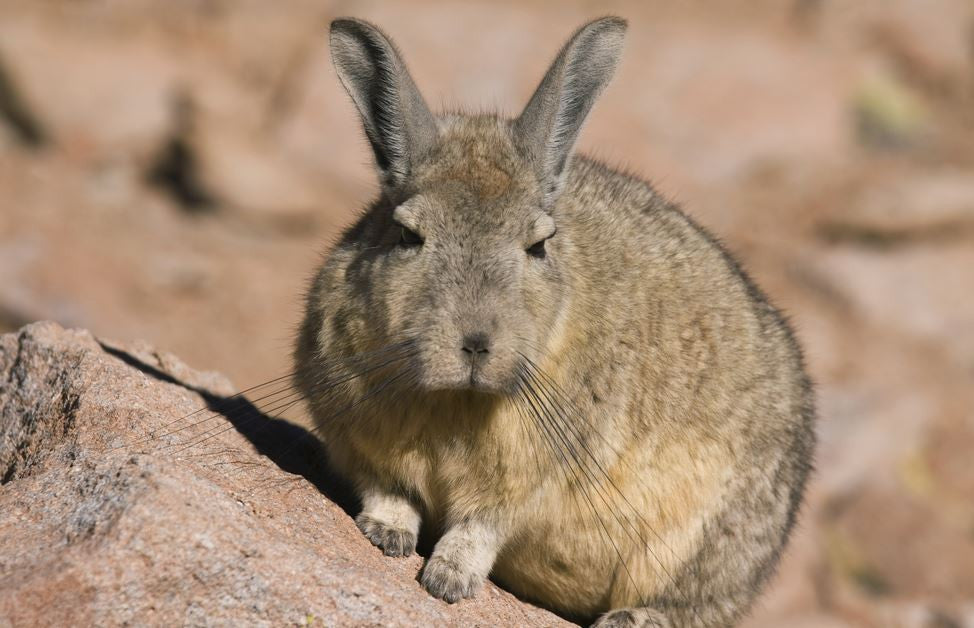 Mexican Volcano Rabbit facing extinction