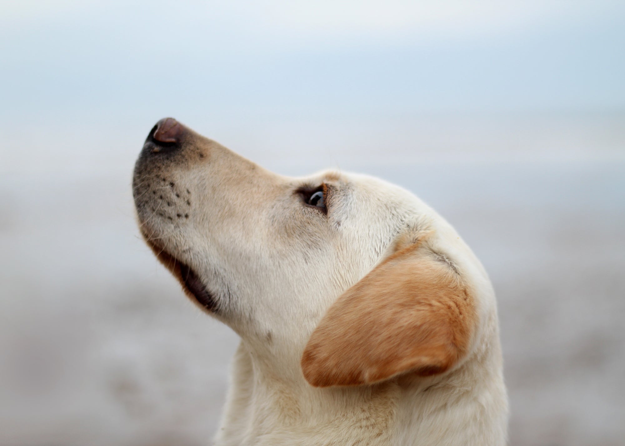 3 Ways To Treat Your Dog’s Anxiety