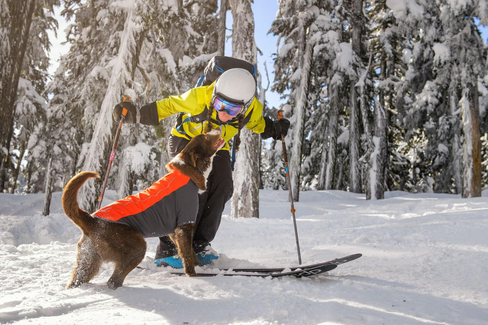 Finding The Right Coat For Your Dog