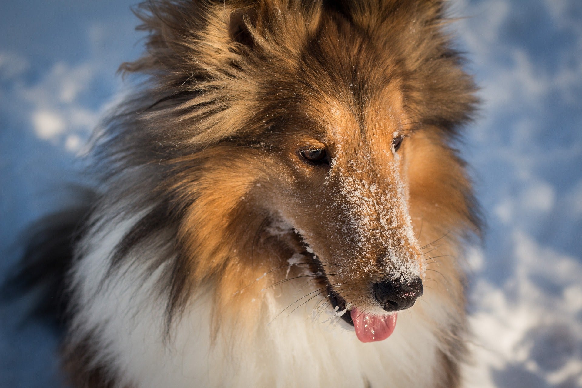 Top Tips For Keeping Your Dog Happy In Winter