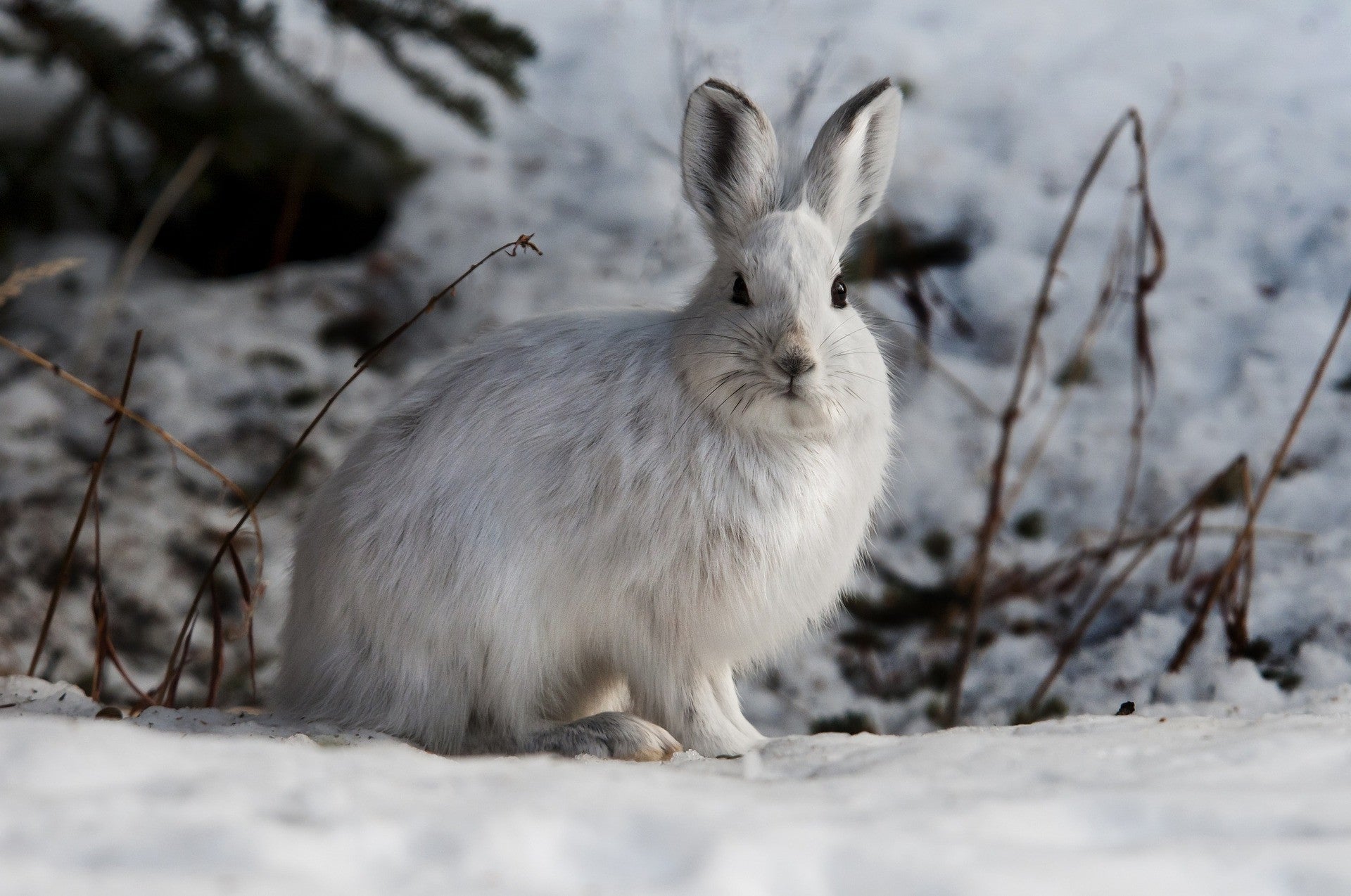 How to look after rabbits in winter