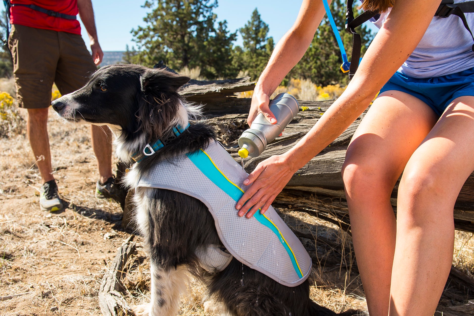 Best Cooling Pet Products for Summer 2018